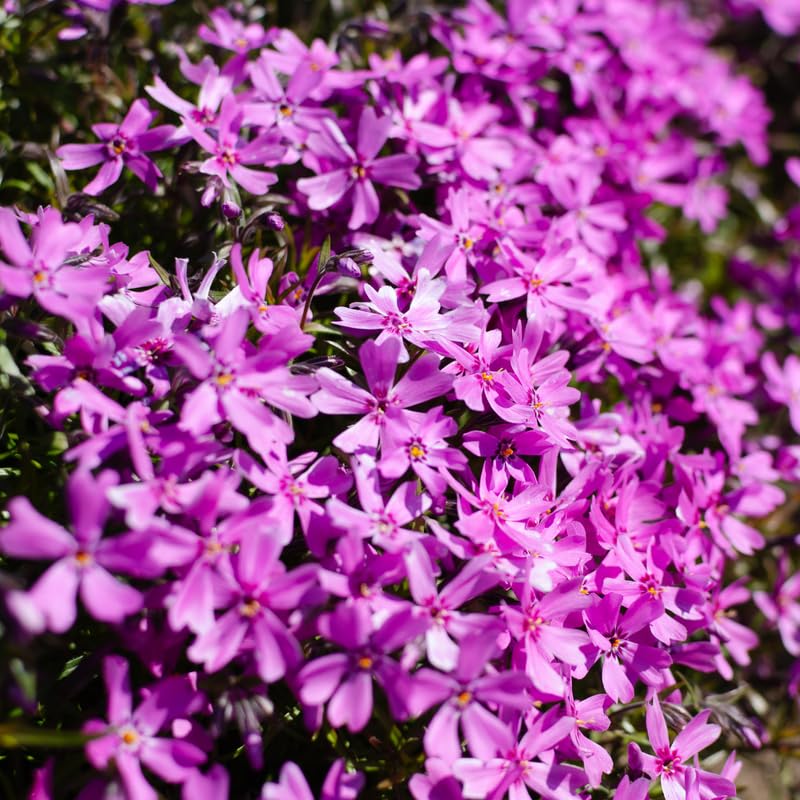 Set 2 Pink Creeping Phlox Live Plants, Creeping Phlox Plants Perennial, Groundcover Hardy Flower Plants for Growing Outdoor, No Pot, Size 4 Inch Pot