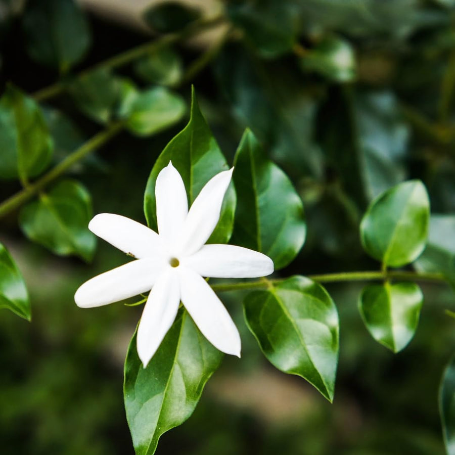 White Jasmine Plant Live, Fragrant Jasmine Climbing Vine, 4-7 Inches Tall for Growing (Star Jasmine)