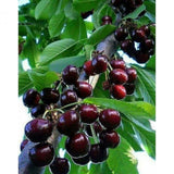2 Black Cherry Trees Live Plants for Planting, Sweet Cherry Plant Live Fruit Tree, Bareroots 12-18 Inch Tall, Cherry Tree Plant
