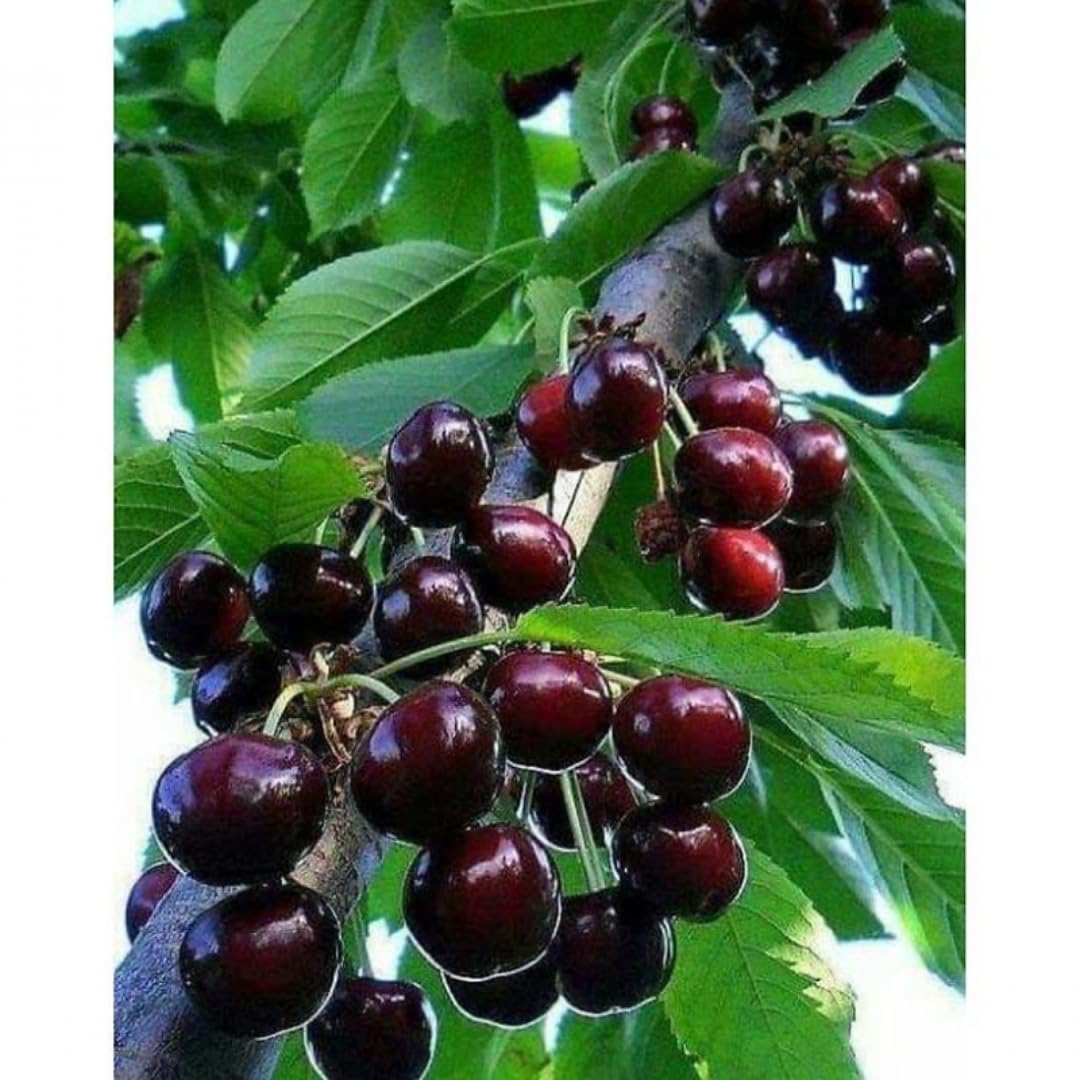 2 Black Cherry Trees Live Plants for Planting, Sweet Cherry Plant Live Fruit Tree, Bareroots 12-18 Inch Tall, Cherry Tree Plant