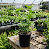 Red Rose of Sharon Plant Live, Rose of Sharon Plant, Quart Pot, 6-10 Inches Tall, Vibrant Bloom, Red Althea for Indoor Outdoor Growing