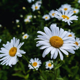 3 Daisy Perennials Live Plants Outdoor, 5 to 7 Inc in Height Starter Plants, White Daisy Plants Live for Growing Indoor Outdoor