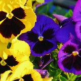2 Mix Pansies Plants Live Potted, Pansy Plants Live, 4 to 6 Inc Tall