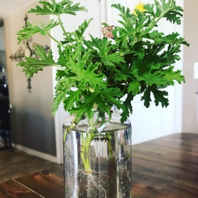 Set 2 Citronella Plants Live for Planting, Fragrant Geranium Citronella Herbs Plants, Ready to Plant Outdoor 4-9 Inch