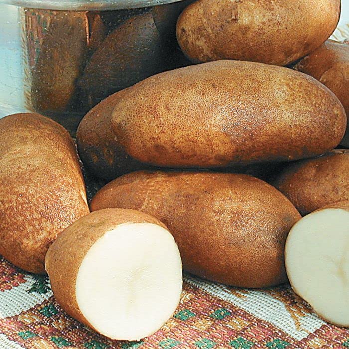 2 Pounds Russet Seed Potatoes for Planting, Heirloom, Vegetable Plant High Yields Potato Seeds Live Tuber Bulbs