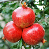 Red Pomegranate Tree Plant Live in 4" Pot, Sweet Red Pink Color for Spring Planting