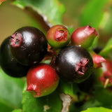 (Plug Size) 4 Black Huckleberry Trees Live Plants in 1.5" Pot, Rare Black Huckleberries Blueberry Like, Sweet Flavor, Dormant in Winter