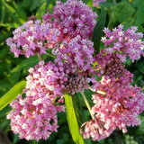 2 Mikweed Live Plants, Asclepias Tuberosa Perennial Flowers Plants, Tropical Butterfly Milkweeds 4-8 Inch for Outdoor Garden (Pịnk)