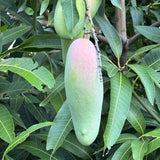 Sweet Mango Tree Live Plant, 2 Feet Tall, Hardy Mango Fruit Tree for Outdoor Planting, Yellow Orange Fruits