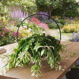 2 Variegated Lipstick Vine Plant, Lipstick Plants Live, 4 Inches Pot for Planting