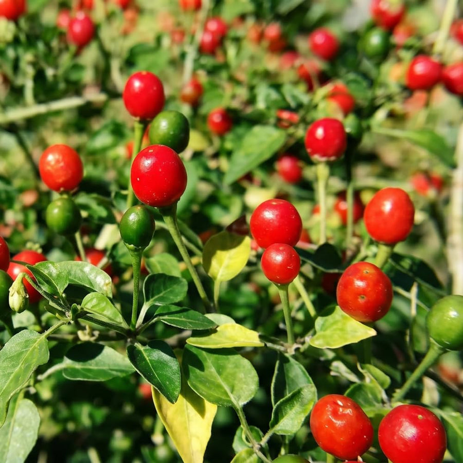 Set of 2 Chiltepin Pepper Plants Live in Pot, Hot Bird Peppers Plants, 100 Days Old, 6 to 10 Inches Tall