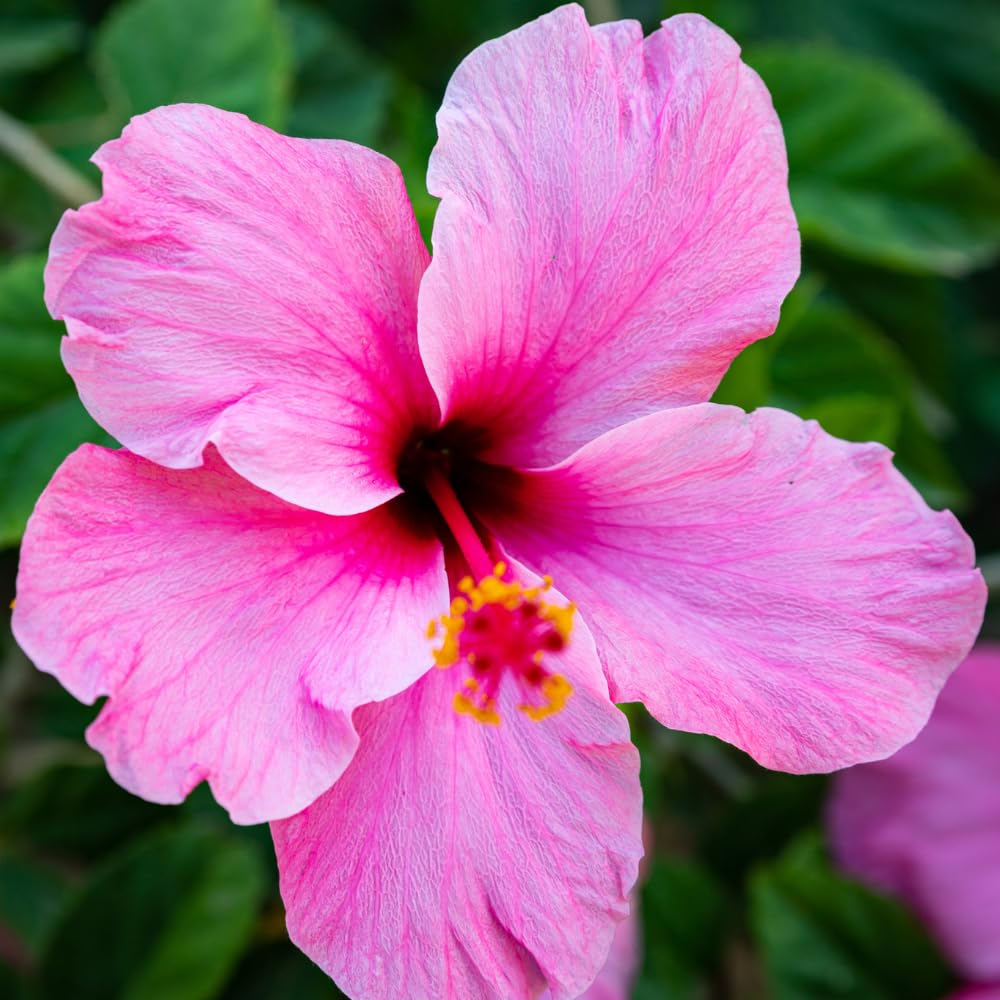 Hardy Hibiscus Plants Live, Pink Hibiscus Flowers Plants, 3 to 5Inc Long Starter Plants