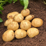 2 Pounds Yukon Gold Seed Potatoes for Planting, Heirloom, High Yields Potato Seeds Tubers Bulbs Vegetable Live Plants