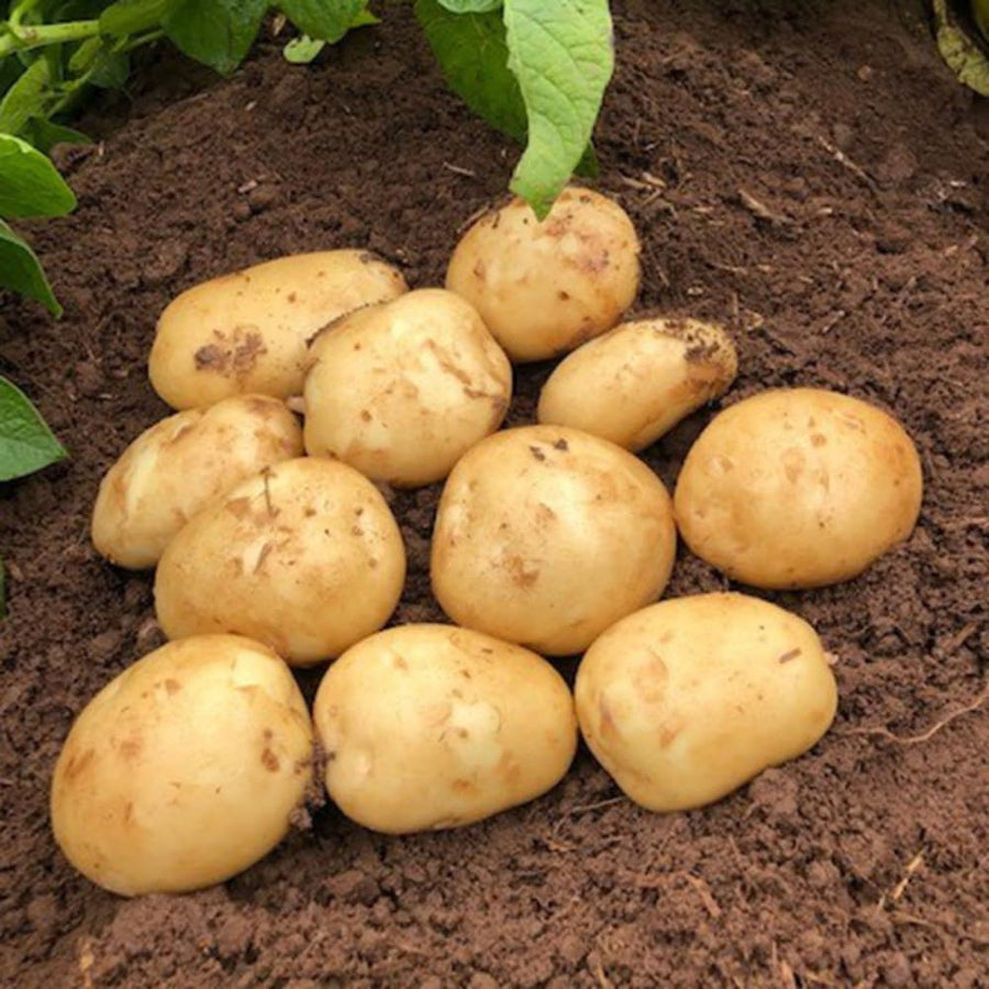 2 Pounds Yukon Gold Seed Potatoes for Planting, Heirloom, High Yields Potato Seeds Tubers Bulbs Vegetable Live Plants