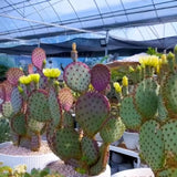 Live Purple Prickly Pear Cactus Plants, Hardy Perennial Succulents Plant, 3.5 Inch Pot for Outdoor Garden