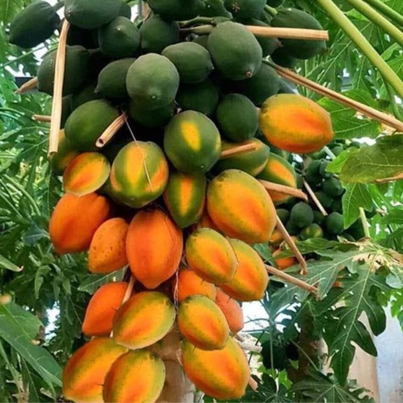 Papaya Plant Live in 4” Pot, 5-9 Inch Tall Tropical Fruit Tree for Outdoor or Container Growing
