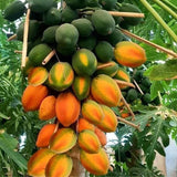 Dwarf Papaya Plant Live, Tropical Fruit Tree in Half-Gallon Pot, Fast Growing for Container or Garden