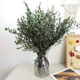 Parvifolia Eucalyptus Plant Live, Eucalyptus Live Plants, in 2.5" Pot, Well-Rooted Starter Plants for Indoor Outdoor Growing