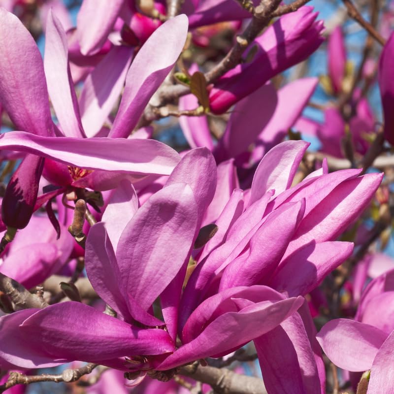 2 Ann Magnolia Trees Live Plants, 6-12 Inc Tall, in Pot, Fragrant Magnolia Plant Live for Planting Indoor Outdoor, Beautiful Magnolia Flowers Tree, Bright Red Purple Magnolia Flowers