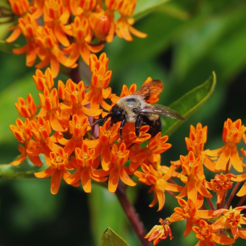 3 Live Milkweed Plants, Orange Asclepias Tuberosa Plant, Butterfly Milkweed Plants Live for Growing Indoor Outdoor