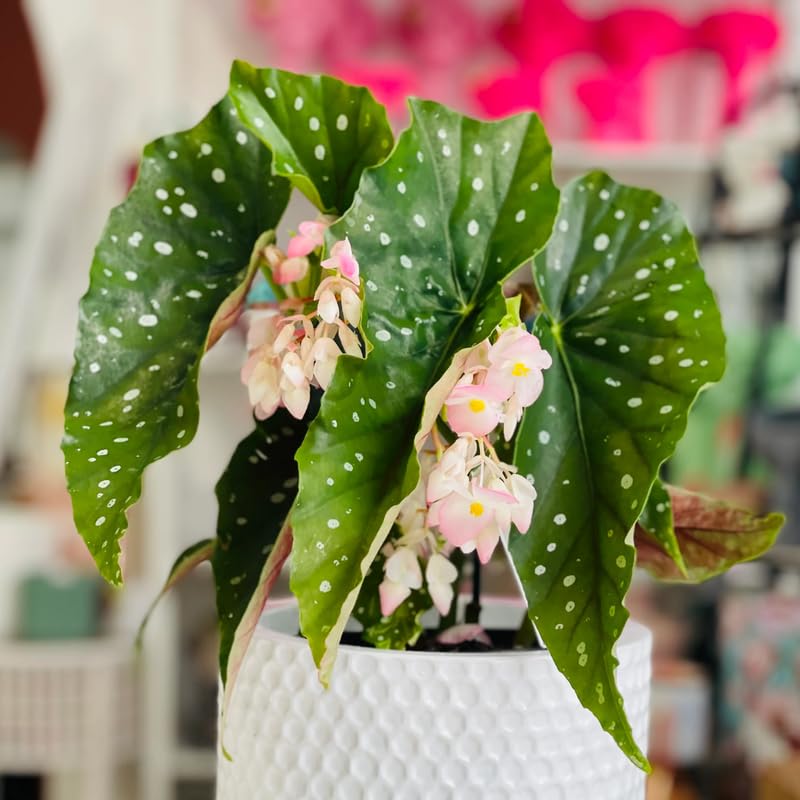 Set 3 Begonias Live Plants, Angel Wing Begonia Maculata Polka Dot, No Pot, Starter 4 to 8 Inc Tall, Indoor Outdoor Houseplant