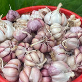1 LB Jumbo Size Purple Garlic for Planting in Spring, Softneck Hardneck Garlic Bulbs for Planting, Fresh and High Yield, Cold Hardy, Fast-growing, 5-6 Bulbs Garlic
