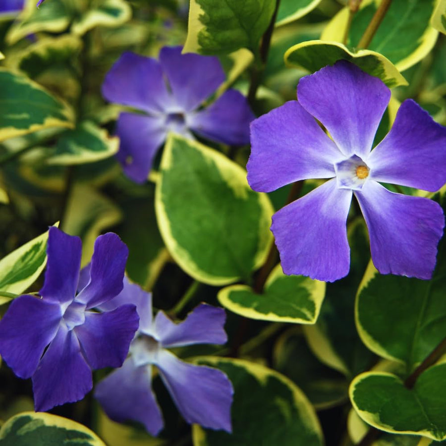 Set 36 of Variegated Vinca Plants Live, Vinca Ground Cover Vine Bare Roots from 6 Inc Long, Vinca Plants Live Gardening