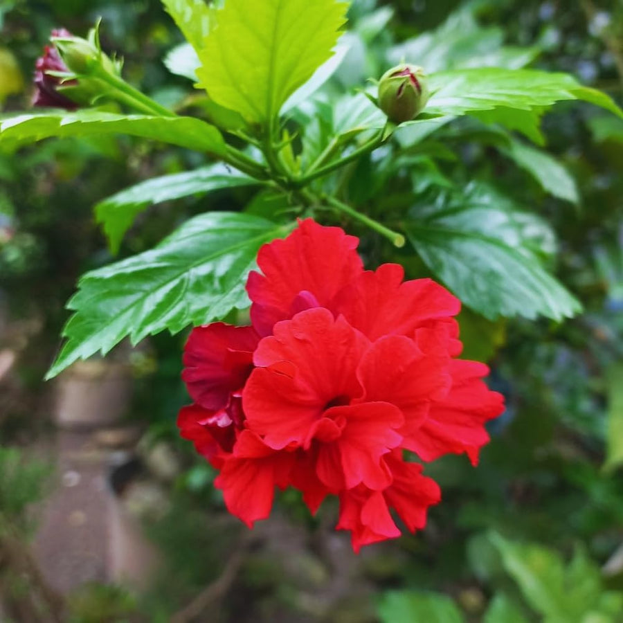 2 Hardy Hibiscus Plants Live, Hibiscus Flowers Plants Tree, 3 to 5Inc Long (Double Red)
