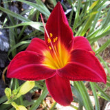 3 Red Daylily Bulbs for Planting, Reblooming Daylilies Roots, Hardy Perennial Flowers Bulbs, Gardens and Borders Planting