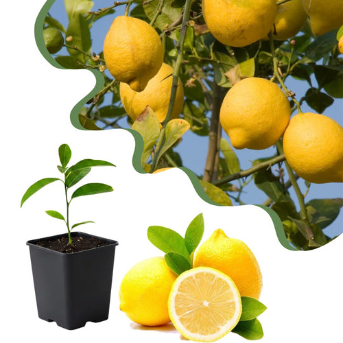 Live Lemon Tree Plant, Tropical Lemon Fruit, Dwarf Citrus Tree, 2-3 Inch Tall, Ready for Planting