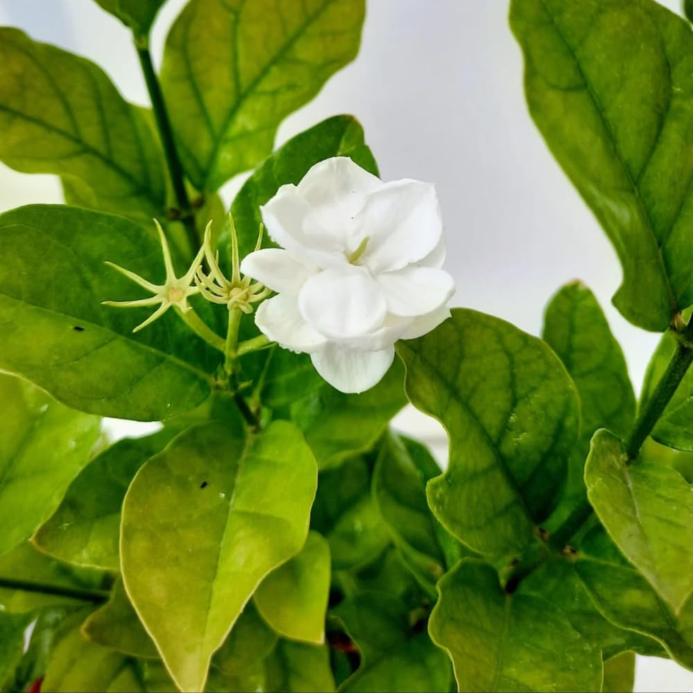 Live Arabian Jasmine Plant, Well Rooted Jasmine Vine in Gallon Pot, Extremely Fragrant, Hardy, Indoor Outdoor Planting