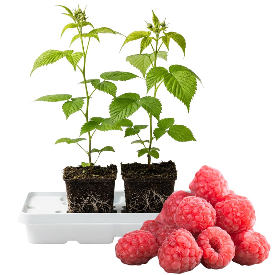 Pack 2 Caroline Red Raspberry Plants Live, Size 5-9 Inch Tall, Raspberry Trees Live Plants, Sweet Raspberry Bush Shrub