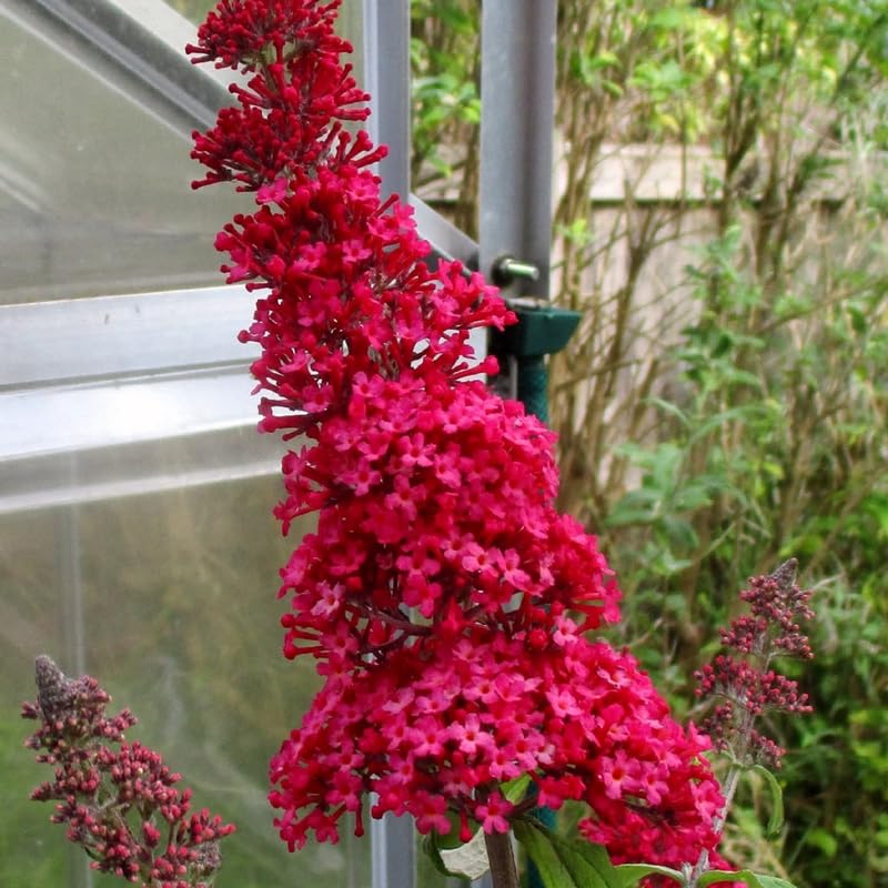 Butterfly Bush Plant for Planting, Size 5 to 7 Inch Tall Plant, Without Pot, Butterfly Bushes Plants (Red Flowers)