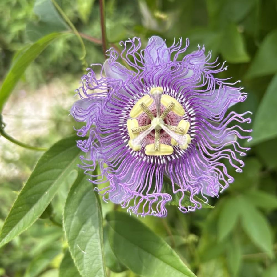Maypop Passion Flower Live Plant 4-7 Inch - Passiflora Incarnata Purple Passionflower Vine, Cold Hardy Perennial Passion Fruit Vine, Plants in Soil, No Pot