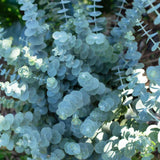 Baby Blue Eucalyptus Plant Live, Eucalyptus Live Plants, in 2.5" Pot, Well-Rooted Starter Plants for Indoor Outdoor Growing