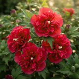 04 Althea Rose of Sharon Plants Live Trees, 1-2 Ft Dormant Bare Roots, Hardy Hibiscus Flowering Shrub, Vibrant Outdoor Spring Planting, Fast-Growing Perennial (Red)