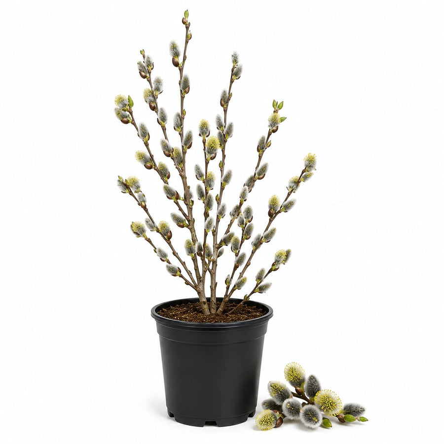 Pussy Willow Plant Live, 2.5 Inch Pot, Spring Blooming Tree for Planting, White Fast Growing Ornamental Shrub, Ready to Grow