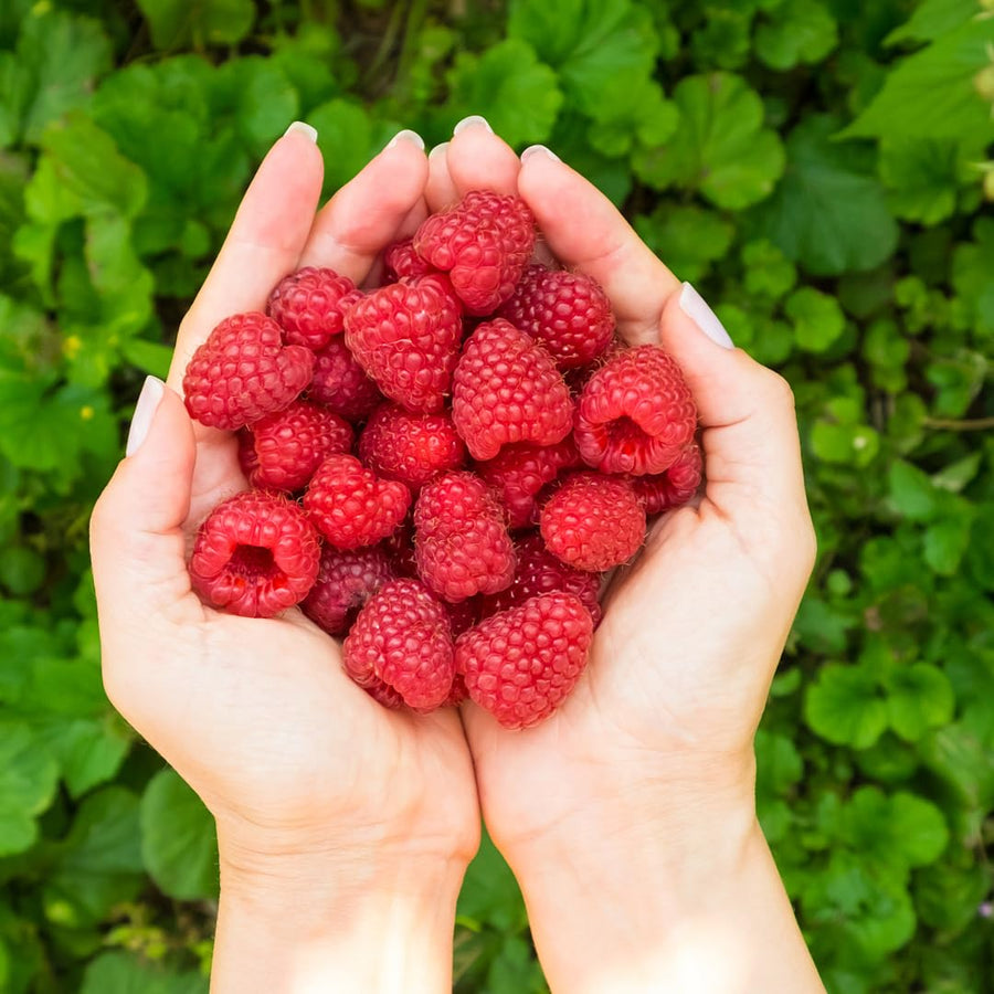 Large Raspberry Plants Live for Planting, 10 Months Old Raspberry Bushes Ready to Plant Outdoor, Cold Hardy for Year-Round Planting