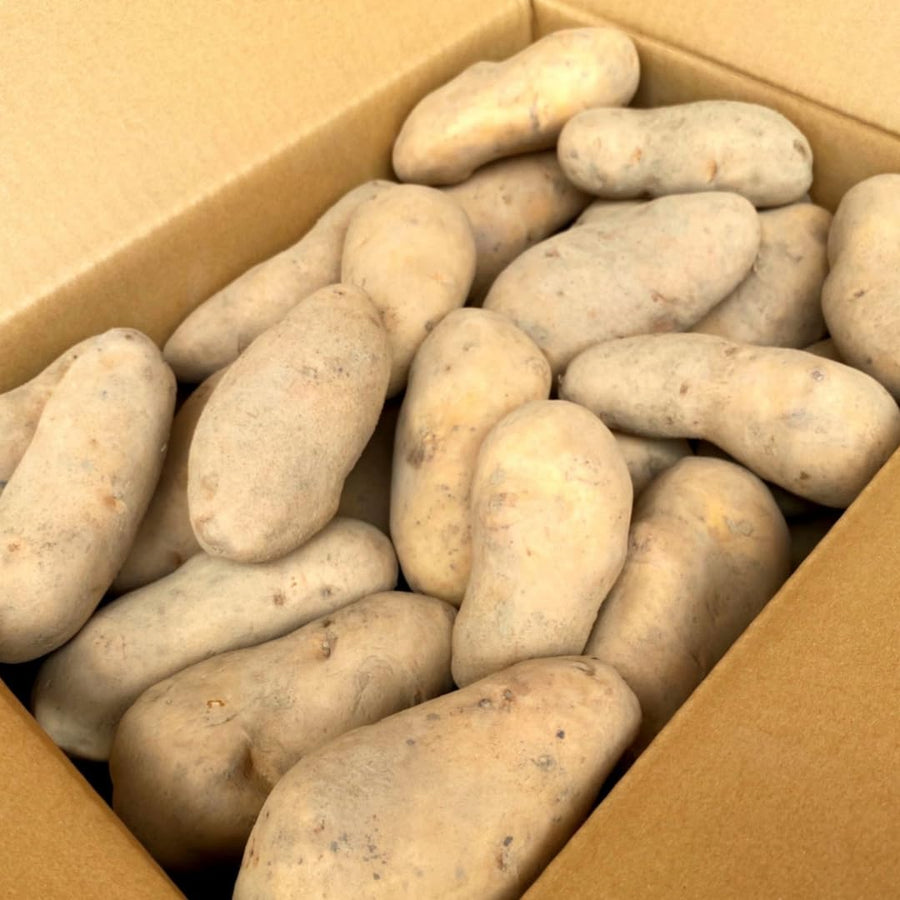 Russet Potato Seeds for Planting, Seed Potatoes for Planting, 2 Pounds, Heirloom, Vegetable Live Plant Easy to Plant, Potato Tuber Bulbs