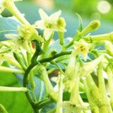 Night Blooming Jasmine Plant Live, Night Jasmine Live Plants Climbing Vine No Pot Indoor Outdoor Fragrant Flower Garden Planting