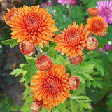 2 Orange Chrysanthemum Plants Live, Mums Plants Live, 5 Inc to 8 Inc Long, Mum Live Plant for Gardening Growing