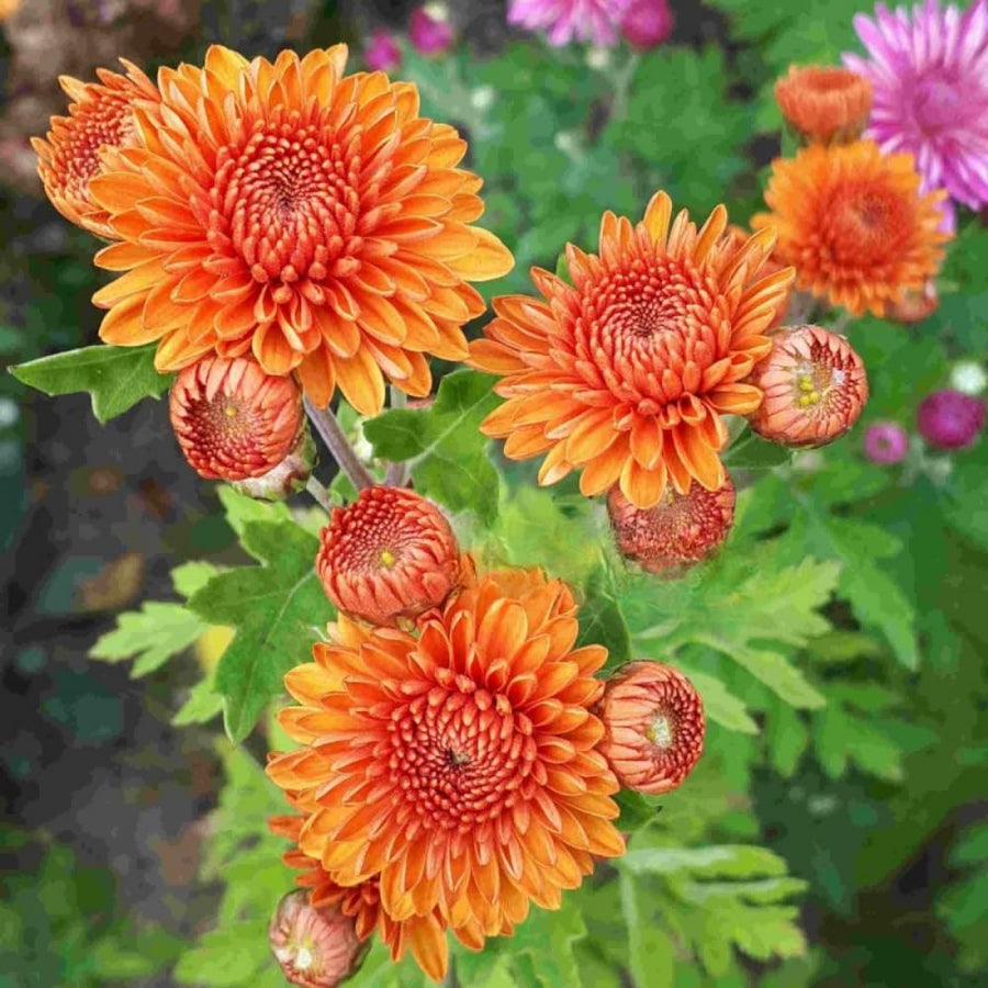 2 Orange Chrysanthemum Plants Live, Mums Plants Live, 5 Inc to 8 Inc Long, Mum Live Plant for Gardening Growing