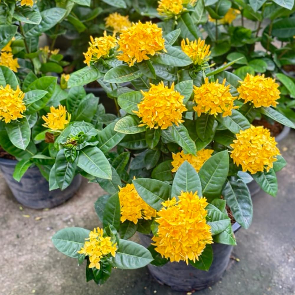 2 Dwaft Ixora Plants Live, Flowers Plants, Live Ixora Plant from 4 Inc Tall Well Rooted (Yellow)