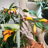 2 Black Pagoda Lipstick Vine Plant, Lipstick Plants Live, 4 Inches Pot for Planting