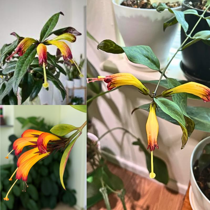 2 Black Pagoda Lipstick Vine Plant, Lipstick Plants Live, 4 Inches Pot for Planting