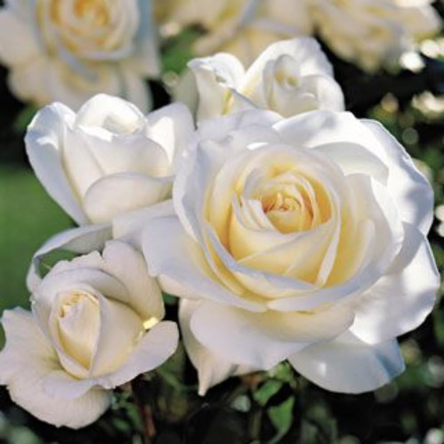 Rose Plant Live, Rose Bush Live Plant for Planting Your Garden, 5-9" Height Well-Rooted, Fragrant Flowers Vibrant Blooms (White Rose)