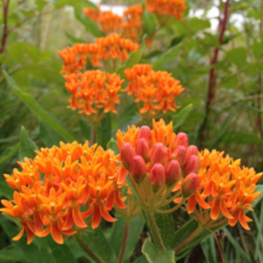 75 Orange Milkweed Seeds for Planting, Milkweed Flower Seed