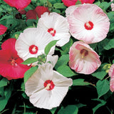 Mix Hibiscus Plant Live, Hardy Hibiscus Flowers for Outdoor Landscapes, 5-9 Inch Height, Ornamental Hibiscus Bush Shrub, Well-Rooted, No Pot