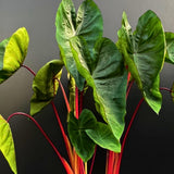 3 Colocasia Plants Live, Elephant Ear Caladium Esculenta Plants, 5 to 8 Inc Tall (Green Leaf Red Stem)