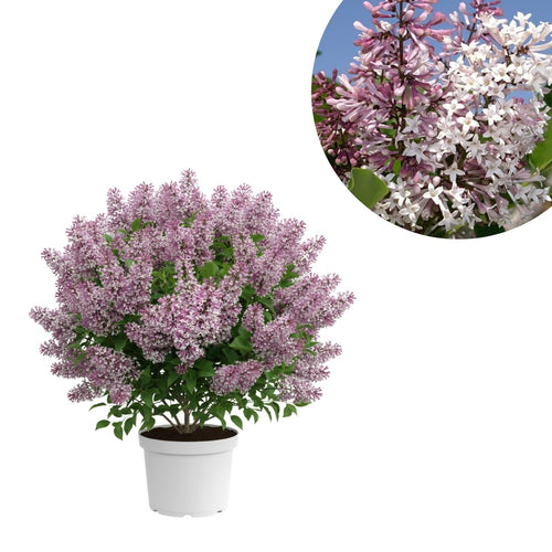 Light Pink Lilac Bushes Live Plant, Well Rooted Lilac in Quart Pot, Hardy Fragrant Spring Blooms, 8-12'' Tall